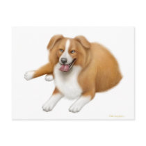Red Border Collie Postcard