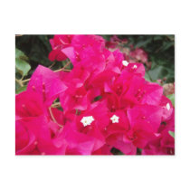 Red Bougainvillea postcards by nancyro Red Bougainvillea postcards