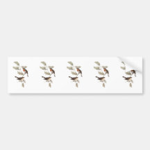 Red-breasted Flycatcher Bumper Sticker
