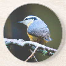 Red Breasted Nut Hatch Drink Coasters