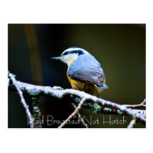 Red Breasted Nut Hatch Post Card