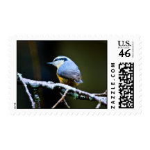 Red Breasted Nut Hatch Postage Stamp