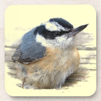 Red-breasted Nuthatch Beverage Coasters