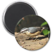Red-breasted Nuthatch Magnet magnet