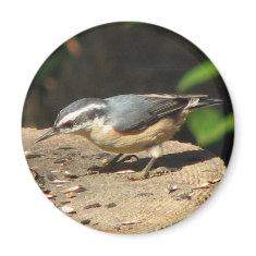 Red-breasted Nuthatch Magnet magnet