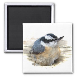 Red-breasted Nuthatch magnet