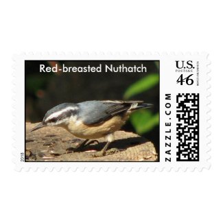 Red-breasted Nuthatch Postage stamp