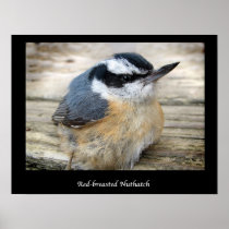Red-breasted Nuthatch Posters