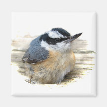 Red-breasted Nuthatch Refrigerator Magnets