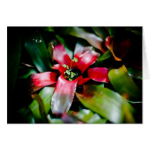 Red Bromeliad Greeting Cards