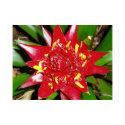 Red Bromeliad posters