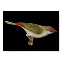 Red-browed Finch - Neochmia temporalis Folio posters