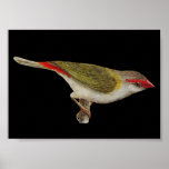 Red-browed Finch - Neochmia temporalis Folio Print