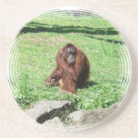 Red-Brown Haired Orangutan Sitting On Grass Coaster