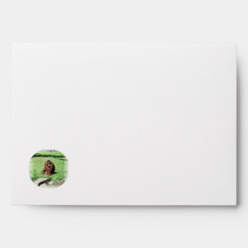 Red-Brown Haired Orangutan Sitting On Grass Envelopes