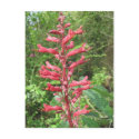 Red Buckeye Postcard postcard