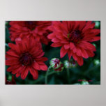 Red Bud Mum Print
