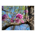 Red Bud Tree in Bloom posters by artispower Red Bud Tree in Bloom posters
