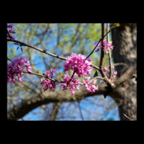 Red Bud Tree in Bloom posters