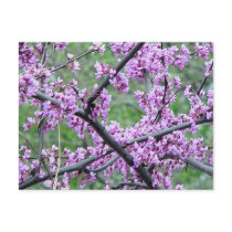 Red Bud Tree postcards by JBPEANUT Red Bud Tree postcards