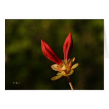 red buds card