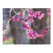 red buds post cards