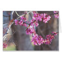 red buds Spring Card