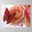 red butterfly on pink rose poster