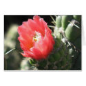 Red Cactus Flower cards