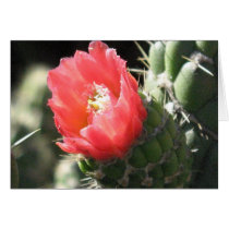 Red Cactus Flower cards