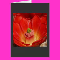 Red Cactus Flower Card by magentaraven Red Cactus Flower Card