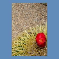 Red Cactus Flower Poster posters by Gilliand_Photo Red Cactus Flower Poster posters