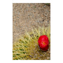Red Cactus Flower Poster posters