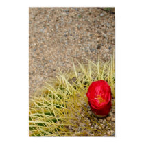 Red Cactus Flower Poster posters
