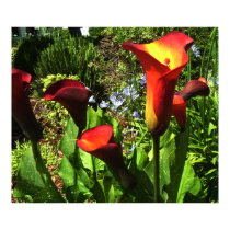 Red Calla Lilies Print by DWoehr Red Calla Lilies Print