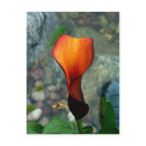 Red Calla Lily Postcards