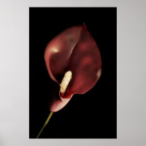Red Calla posters