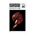 Red Calla - Stamp