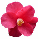 Red Camelia photo sculptures
