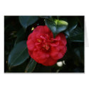 "Red Camellia # 1" cards