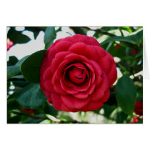 Red Camellia Cards