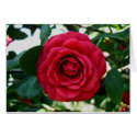 Red Camellia cards