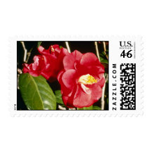 Red Camellia Japonica 'A. Audusson' Stamp