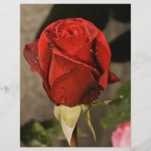 Red Camp David Hybrid Tea Rose Personalized Flyer