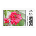 Red Canna Lily postage by titanic Red Canna Lily postage
