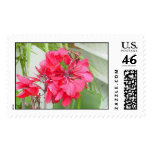 Red Canna Lily postage