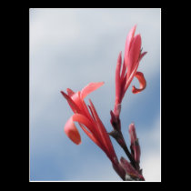 Red Cannas Canna Lilies Flower Photo postcards
