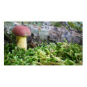 Red cap Mushroom in Moss posters