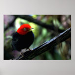Red capped Manakin Print