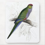 Red-Capped Parrakeet (Female) by Edward Lear Mousemat